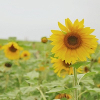 已隐身勿cue的头像-33 Share