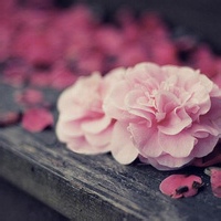 小葵子的头像-33 Share