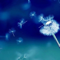 夜叉舞的头像-33 Share