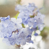 幽月幻影的头像-33 Share