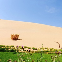 白牡丹华的头像-33 Share