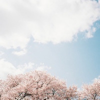 砚台孤月的头像-33 Share